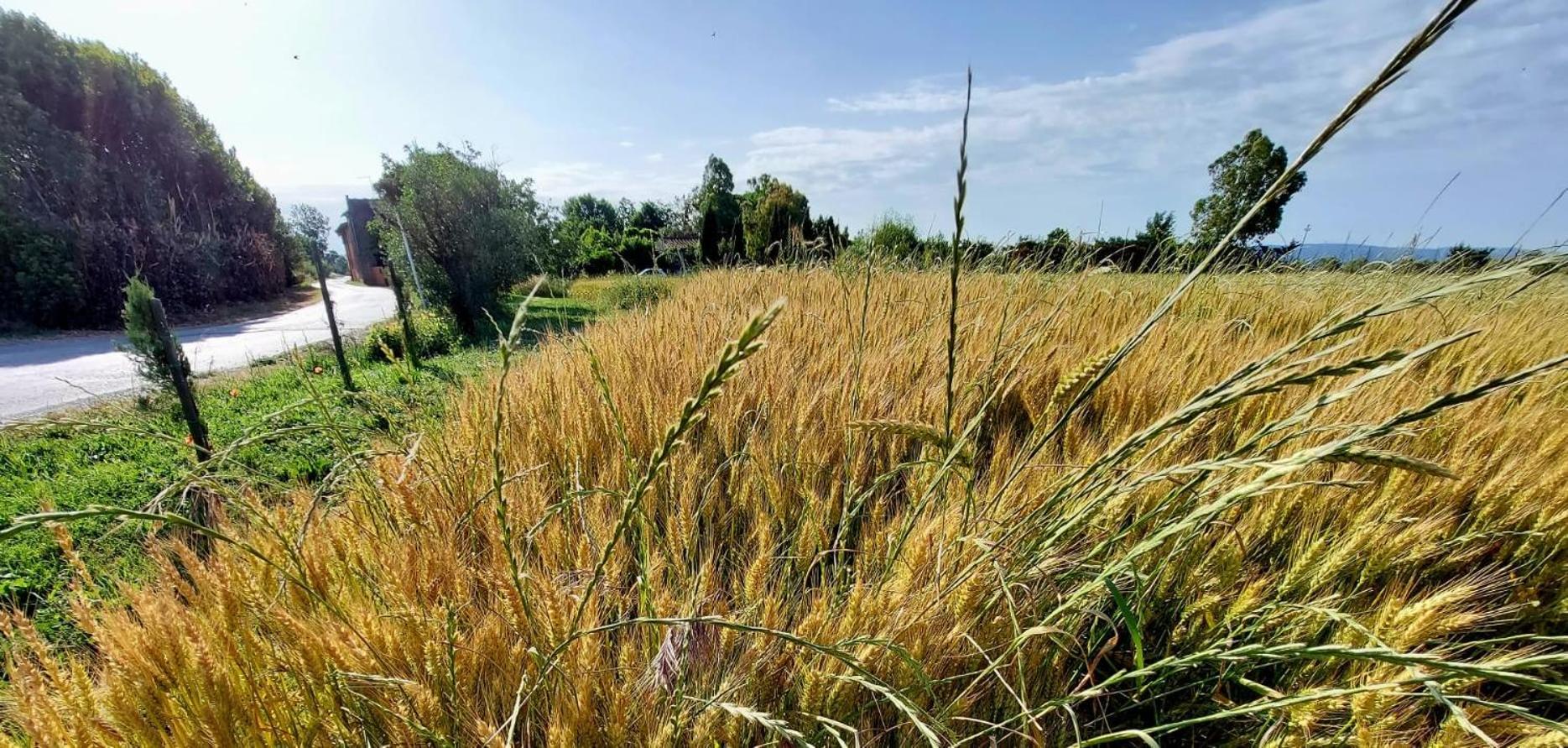 Il Cantuccio Cascina Exterior photo